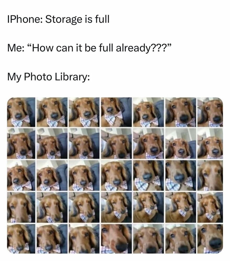 Photo library full of dog pictures on smartphone animal meme