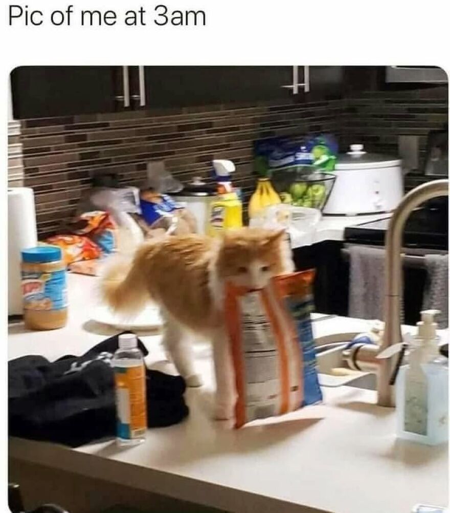 A meme of an animal, a cat, carrying a bag of chips at 3 AM. Funny animal memes.