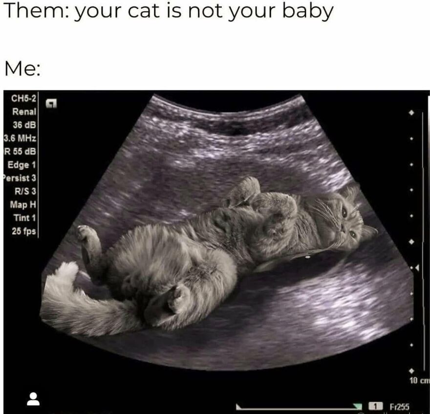 A meme overlaying an animal (cat) on an ultrasound image, expressing owner affection for their animal.