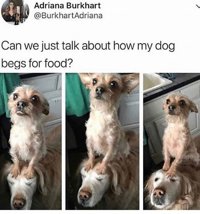 Three images showing a small dog balancing on a larger dog's head, begging for food. Funny dog memes that are hilarious.