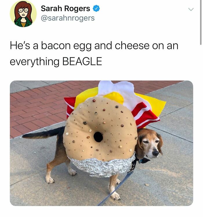 A dog wearing a bagel costume with bacon, egg, and cheese elements. Funny dog memes to brighten your day.