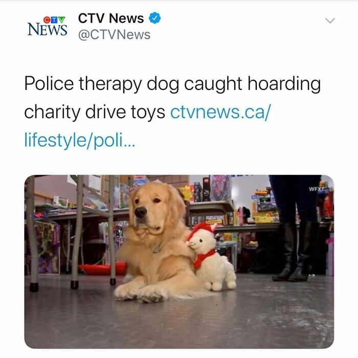 A police therapy dog, a golden retriever, sitting next to a stuffed animal in a room filled with toys. Funny dog memes.