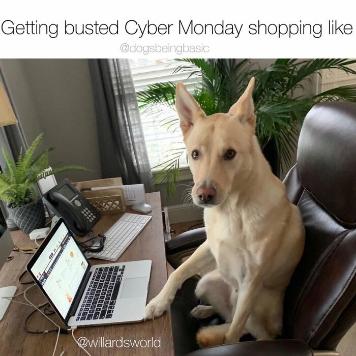 A dog sitting in an office chair at a desk with a laptop open, looking caught. Funny dog memes for dog lovers.