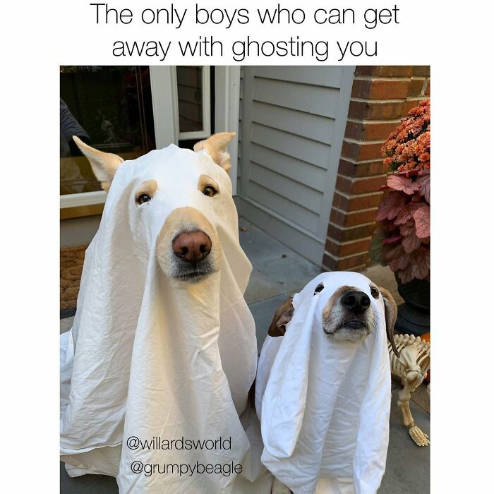 A funny dog meme with two dogs in ghost costumes, captioned The only boys who can get away with ghosting you.