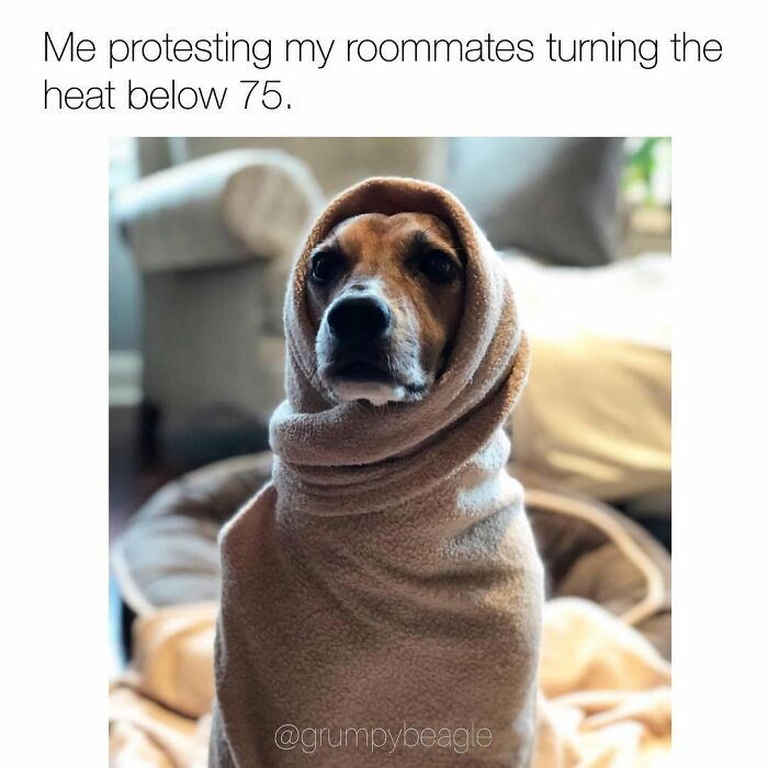 Funny dog memes: a beagle wrapped in a blanket, protesting the cold.