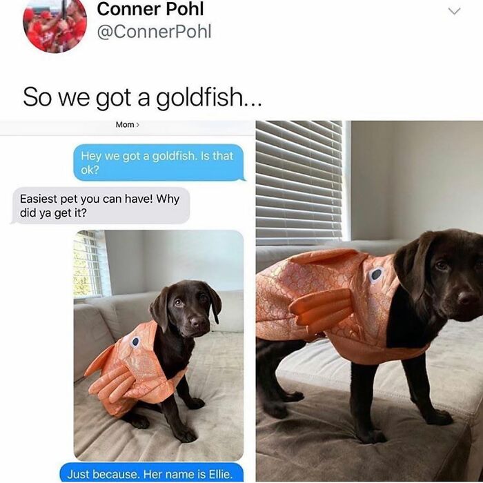 A funny dog meme featuring a chocolate lab wearing a goldfish costume, making a goldfish comment.