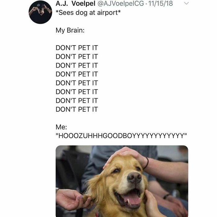 A funny dog meme showing a happy golden retriever being petted at the airport despite a brain's warning.