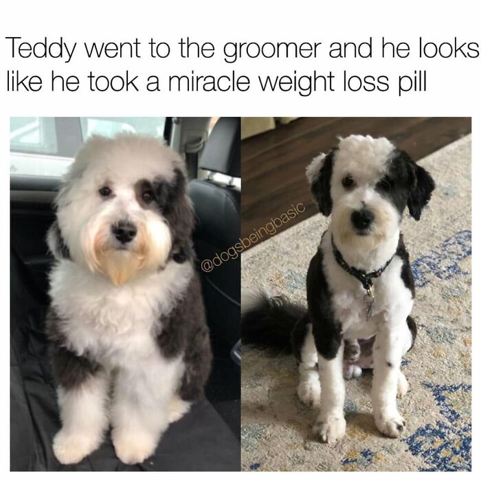 Funny dog meme: a fluffy dog before and after grooming, looking much slimmer, boosting a better mood.