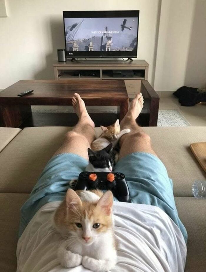 46 Of The Funniest Cat Photos Shared By The Brazilian Facebook Page "What Cats Are These?"