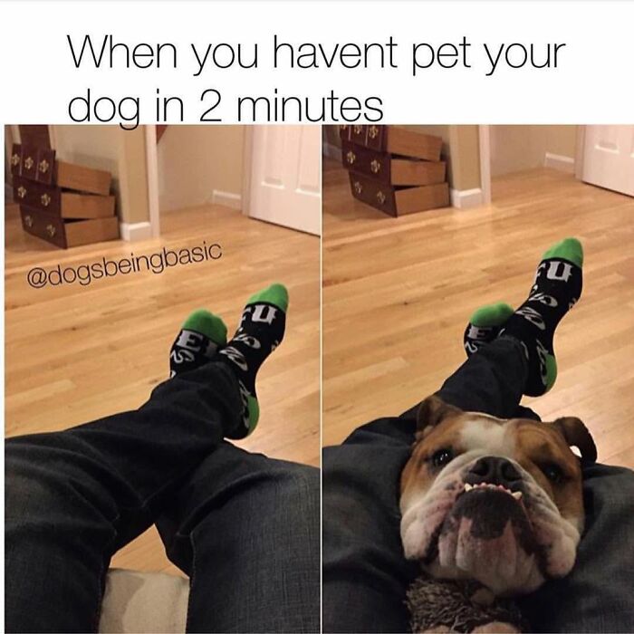 Funny dog meme featuring a bulldog resting its head on a persons lap, looking for attention, to improve your mood.