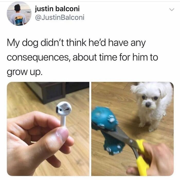 Funny dog meme: a small dog looking guilty after chewing an earbud, facing punishment, for a better mood.