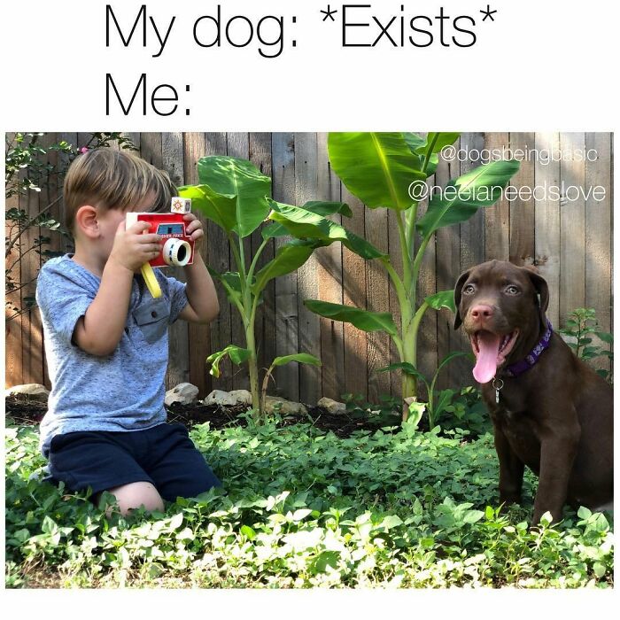 Funny dog meme showing a child excitedly photographing a happy, panting dog, for a better mood.