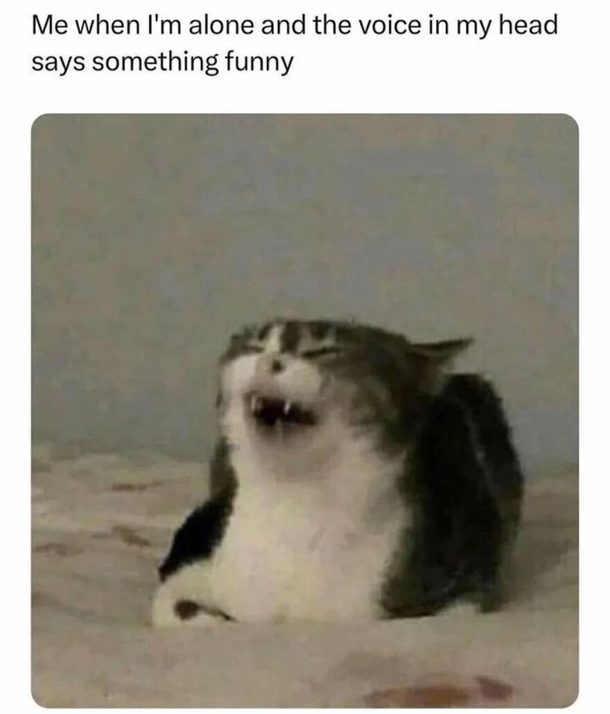 A funny animal meme showing a cat with its mouth open, laughing, like it heard a joke, a hilarious meme.