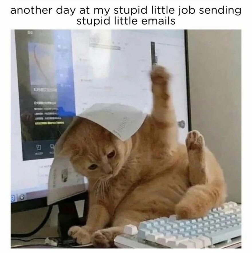 An orange cat grooming itself on a desk next to a computer, a relatable animal meme about jobs.