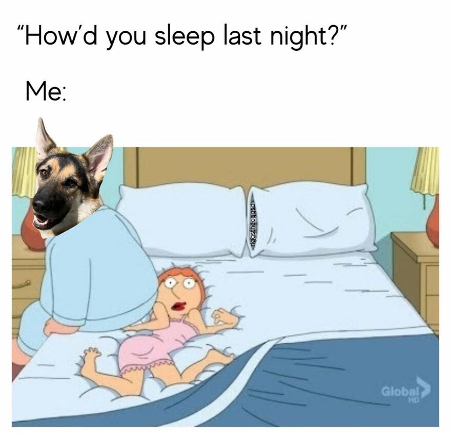 Hilarious animal meme featuring a dog sleeping with a human in bed.