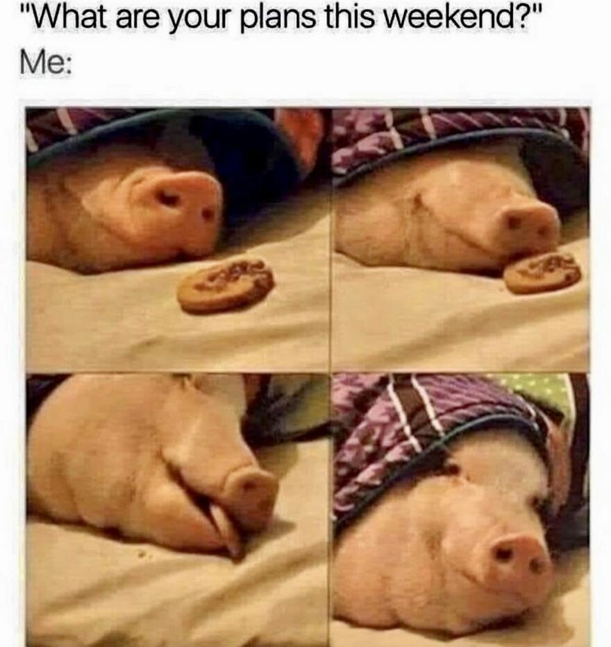 A meme with an animal (pig) happily eating a cookie in bed, representing weekend plans for animal lovers.