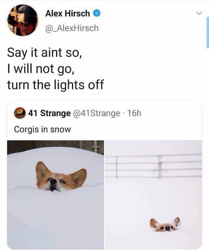 Funny dog meme of corgis in deep snow, their tiny heads peeking out, bringing joy and a better mood.