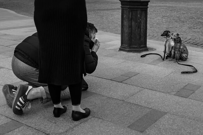 A person photographing two dogs sitting patiently on a Paris street, a perfectly timed street photo by Gaspard Claude.