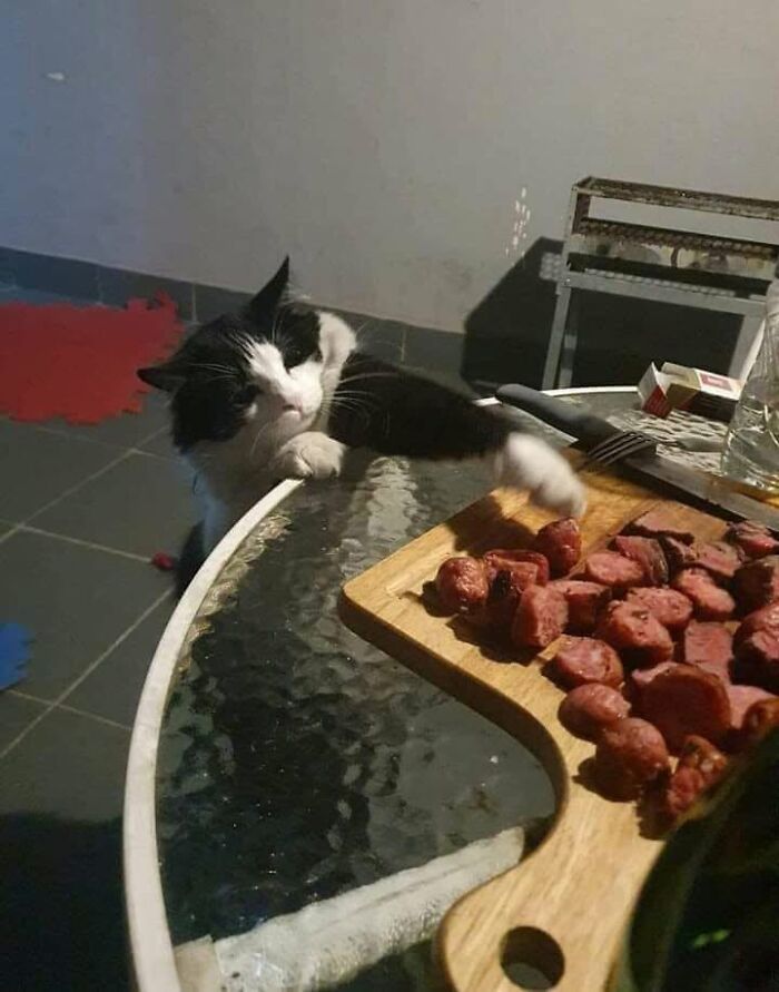 46 Of The Funniest Cat Photos Shared By The Brazilian Facebook Page "What Cats Are These?"