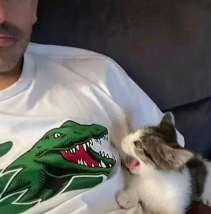 46 Of The Funniest Cat Photos Shared By The Brazilian Facebook Page "What Cats Are These?"