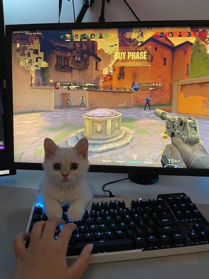 46 Of The Funniest Cat Photos Shared By The Brazilian Facebook Page "What Cats Are These?"