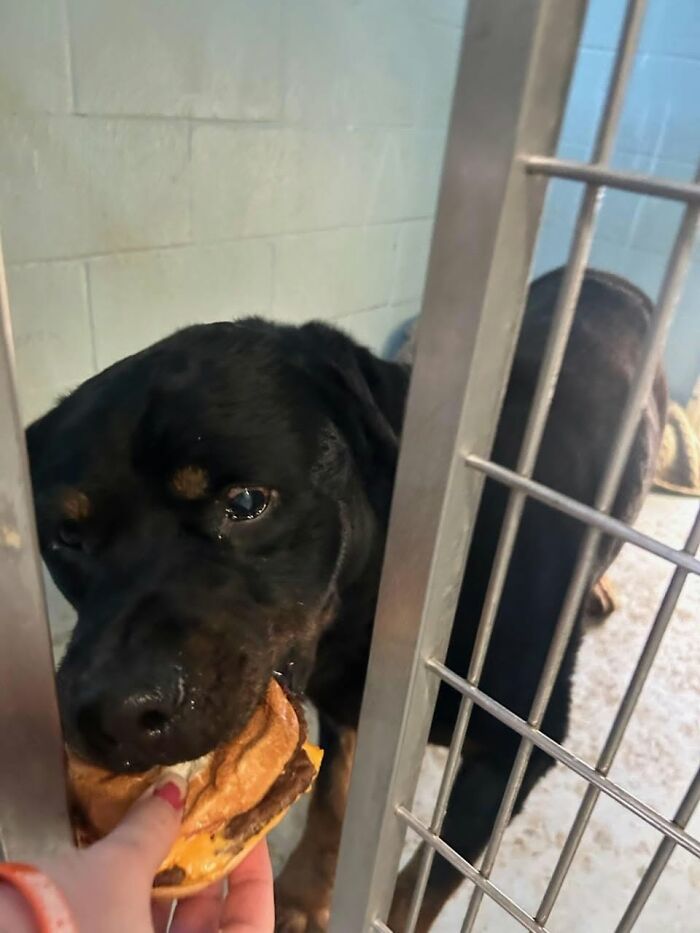 A Rottweiler in a shelter cage happily eats a hamburger offered through the bars by a kind hand.