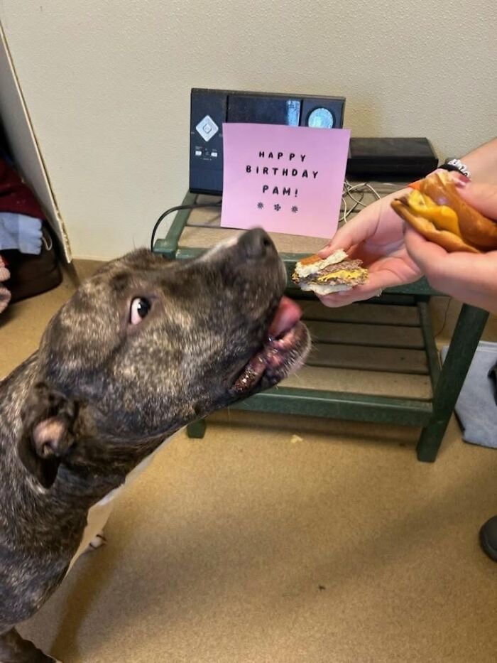 A brindle dog at the shelter looks up excitedly, mouth open, as it's offered a hamburger.