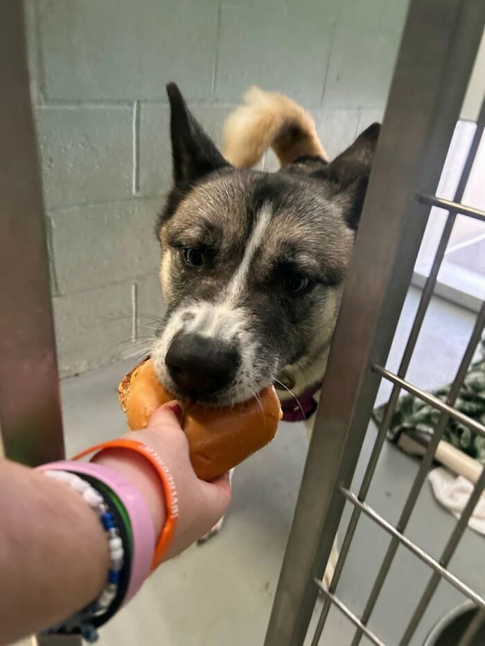 Large shelter dog with pointy ears carefully taking a hamburger from a person's hand.