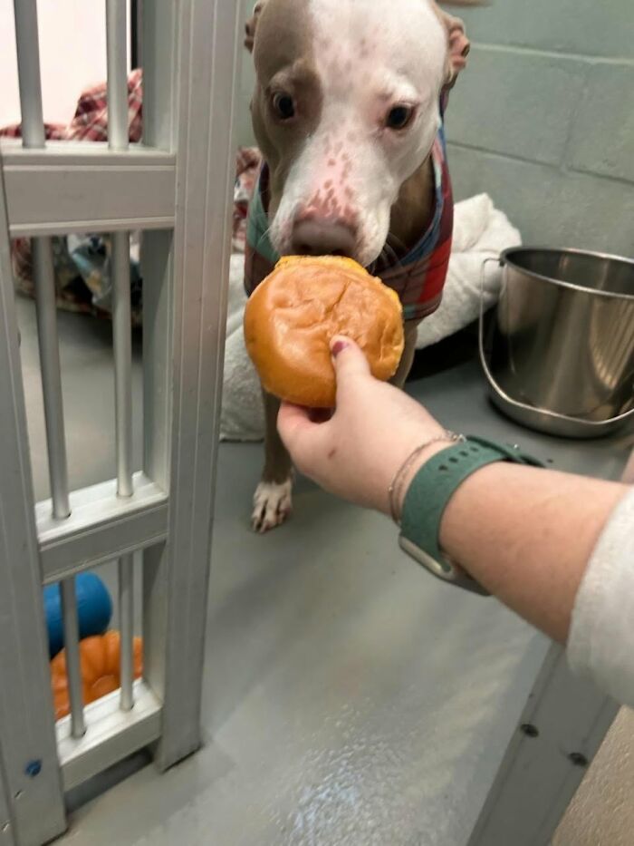 A white and brown shelter dog in a plaid shirt gently accepts a hamburger through the cage bars.