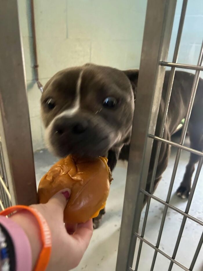 A happy shelter dog eagerly takes a hamburger from a hand, its eyes wide with anticipation.