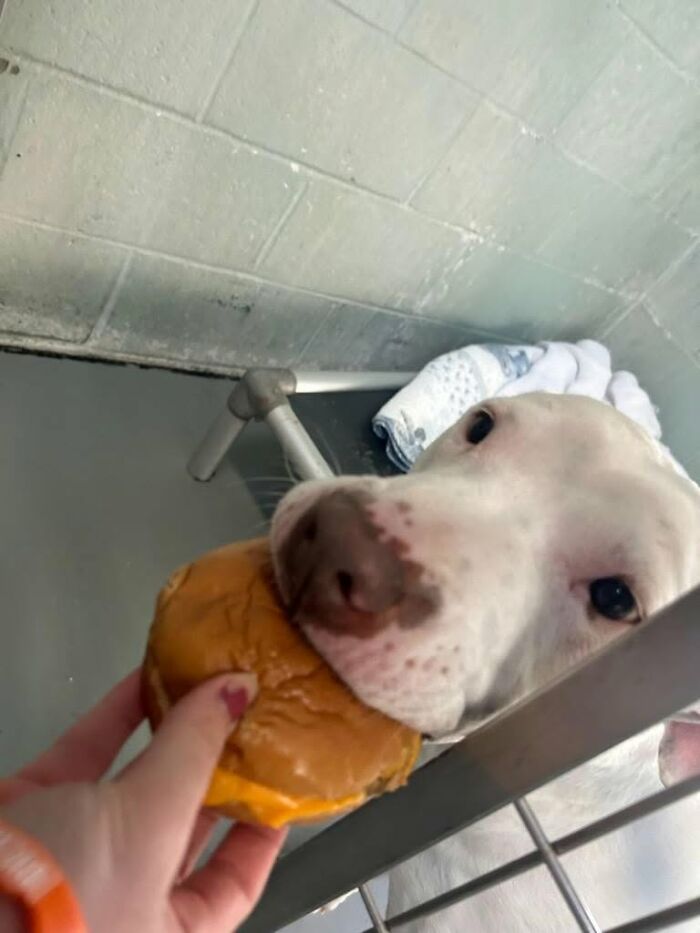 A white shelter dog with brown spots around its nose, happily sniffing a hamburger being offered.