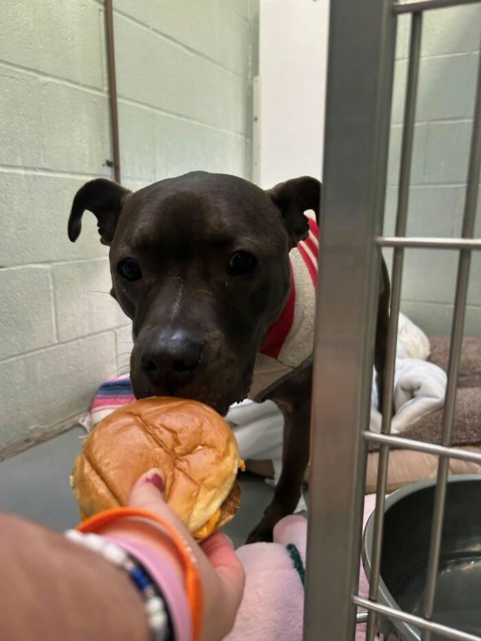 A black shelter dog in a striped sweater looking at a hamburger, eagerly waiting to be fed.