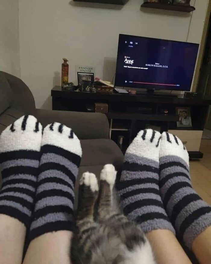 46 Of The Funniest Cat Photos Shared By The Brazilian Facebook Page "What Cats Are These?"