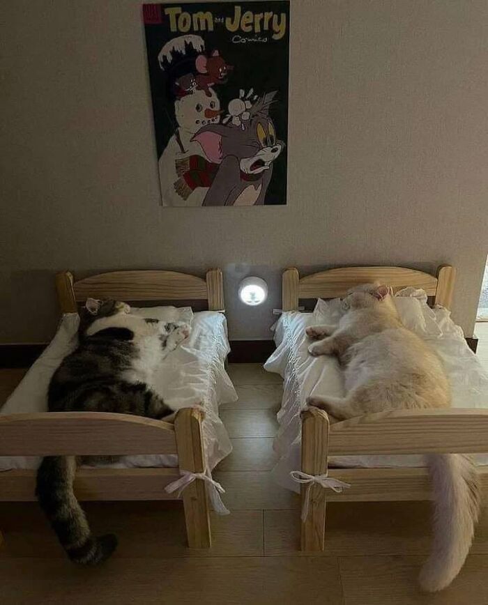 46 Of The Funniest Cat Photos Shared By The Brazilian Facebook Page "What Cats Are These?"
