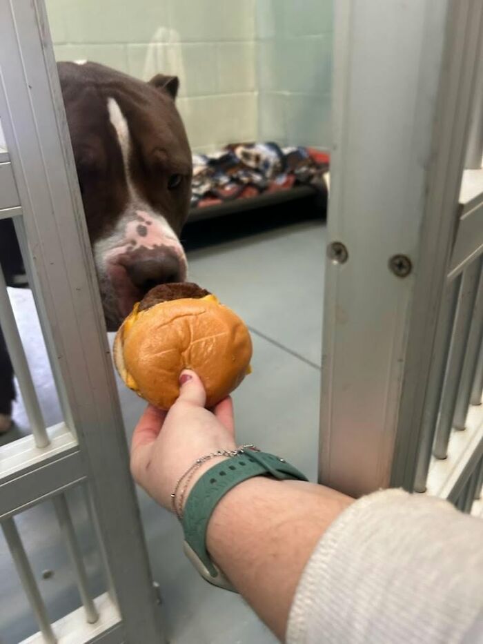 A hand feeding a delicious hamburger to a brown and white shelter dog through the bars of its enclosure.
