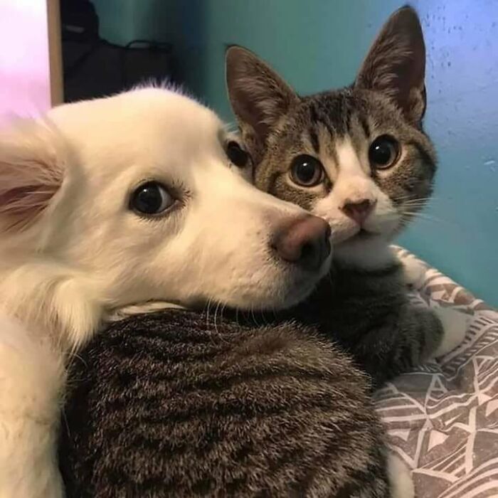 46 Of The Funniest Cat Photos Shared By The Brazilian Facebook Page "What Cats Are These?"