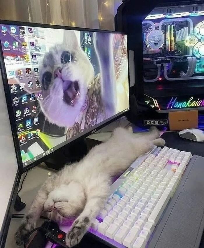 46 Of The Funniest Cat Photos Shared By The Brazilian Facebook Page "What Cats Are These?"