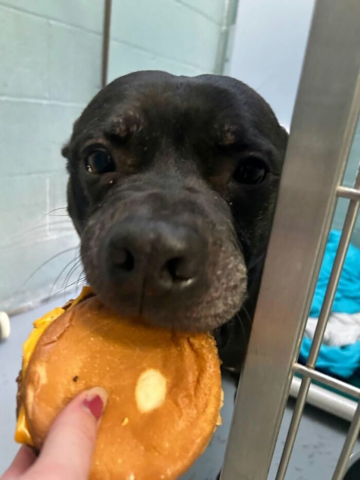 A black shelter dog eagerly looking at a hamburger. The dog is close to the cage, ready to eat.