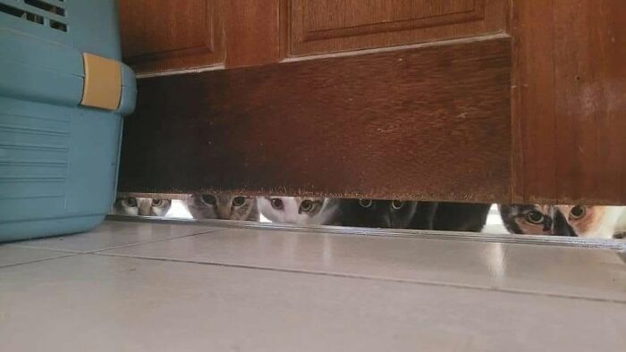 46 Of The Funniest Cat Photos Shared By The Brazilian Facebook Page "What Cats Are These?"