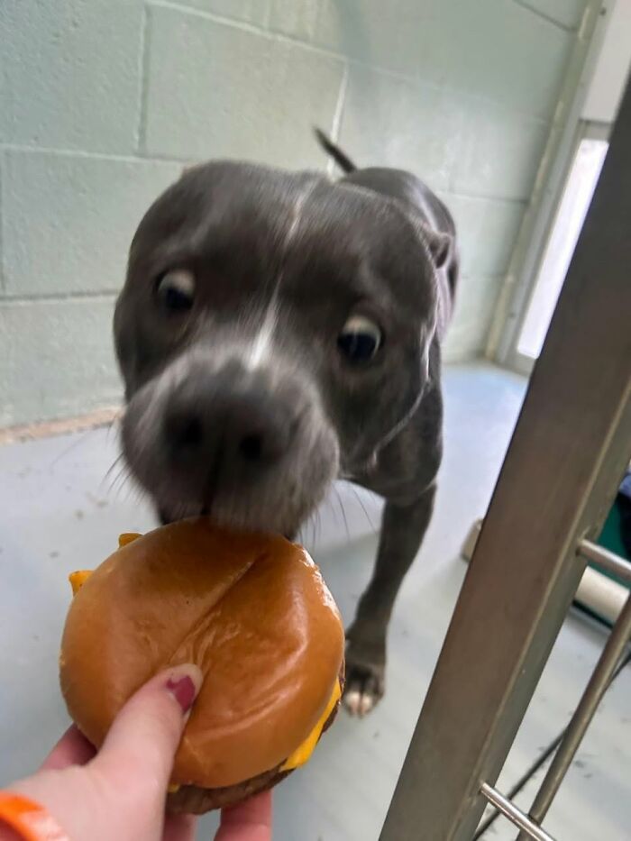 A happy shelter dog reaching for a hamburger. The dog is dark grey with a white patch on its nose.