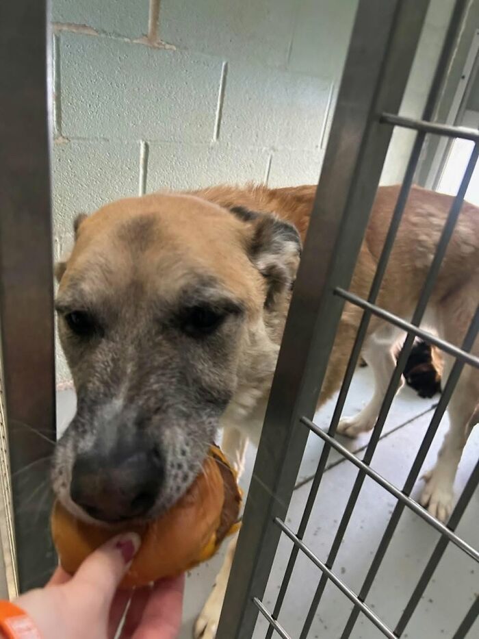 An older shelter dog happily accepting a hamburger from a person, enjoying its treat.