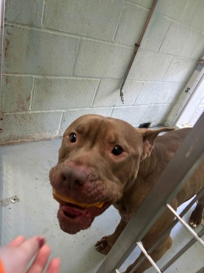 A brown shelter dog with an open mouth eagerly reaching for a hamburger.