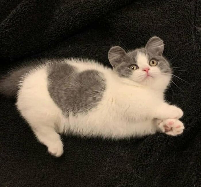 46 Of The Funniest Cat Photos Shared By The Brazilian Facebook Page "What Cats Are These?"