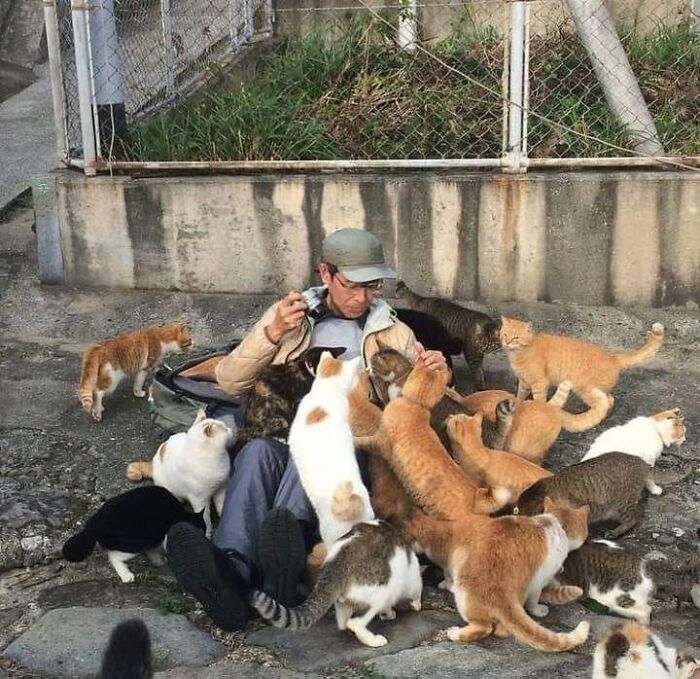 46 Of The Funniest Cat Photos Shared By The Brazilian Facebook Page "What Cats Are These?"