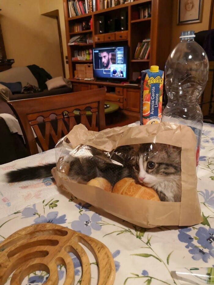 46 Of The Funniest Cat Photos Shared By The Brazilian Facebook Page "What Cats Are These?"