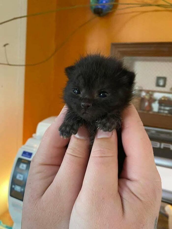 46 Of The Funniest Cat Photos Shared By The Brazilian Facebook Page "What Cats Are These?"