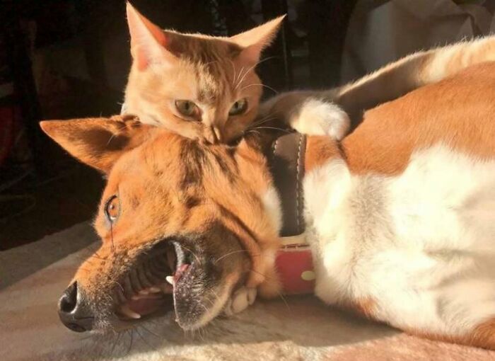 46 Of The Funniest Cat Photos Shared By The Brazilian Facebook Page "What Cats Are These?"