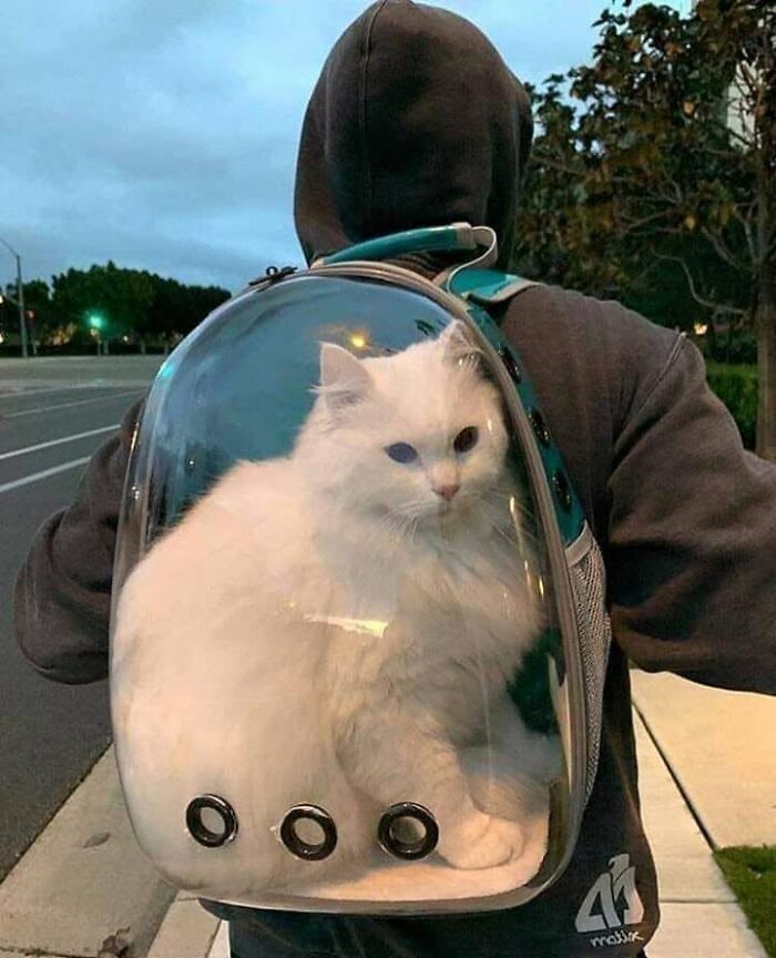 46 Of The Funniest Cat Photos Shared By The Brazilian Facebook Page "What Cats Are These?"