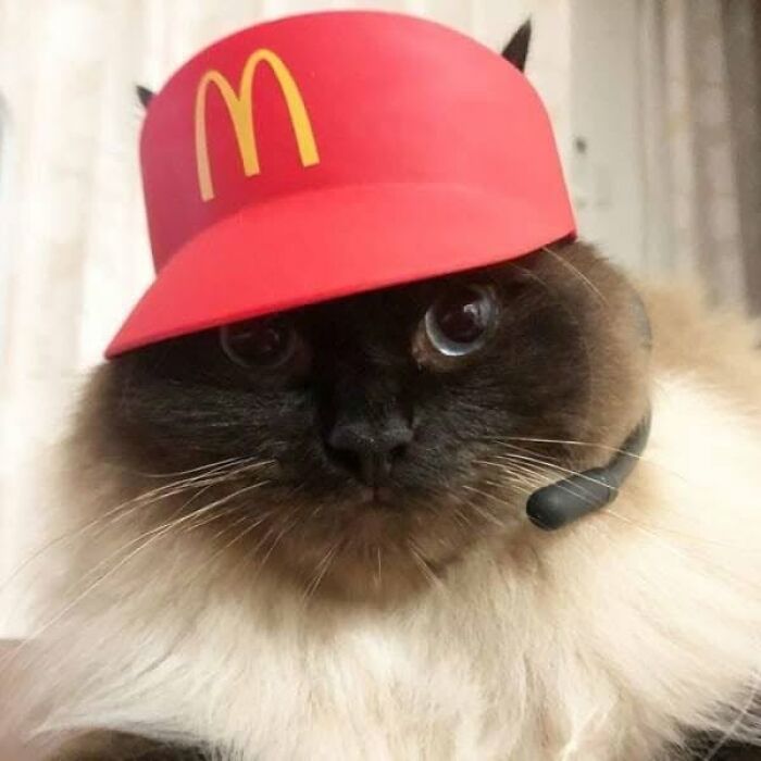 A fluffy cat wears a red McDonald's hat and headset, showcasing a funny face, making it one of the delightful cat pics.