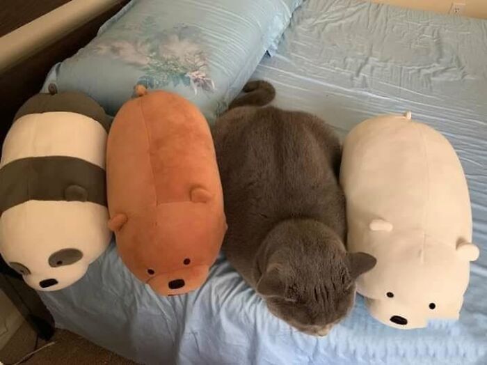 46 Of The Funniest Cat Photos Shared By The Brazilian Facebook Page "What Cats Are These?"